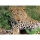 Puzzle Leopard, 100 Piese Ravensburger